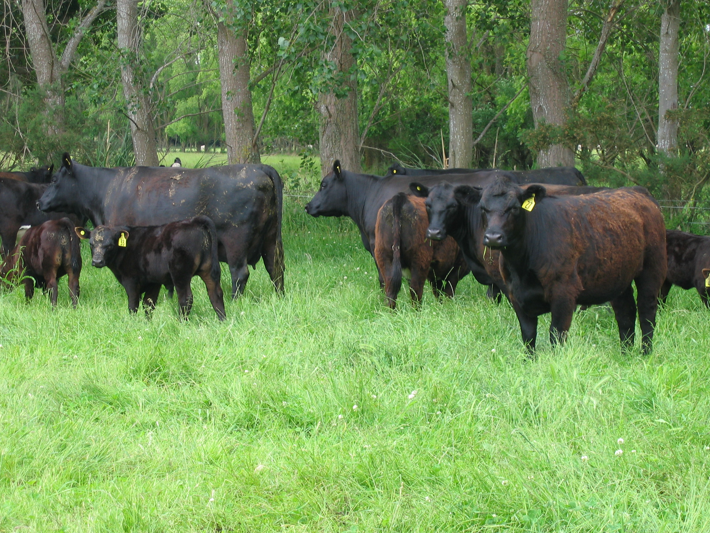 Angus cattle in New Zealand pasture