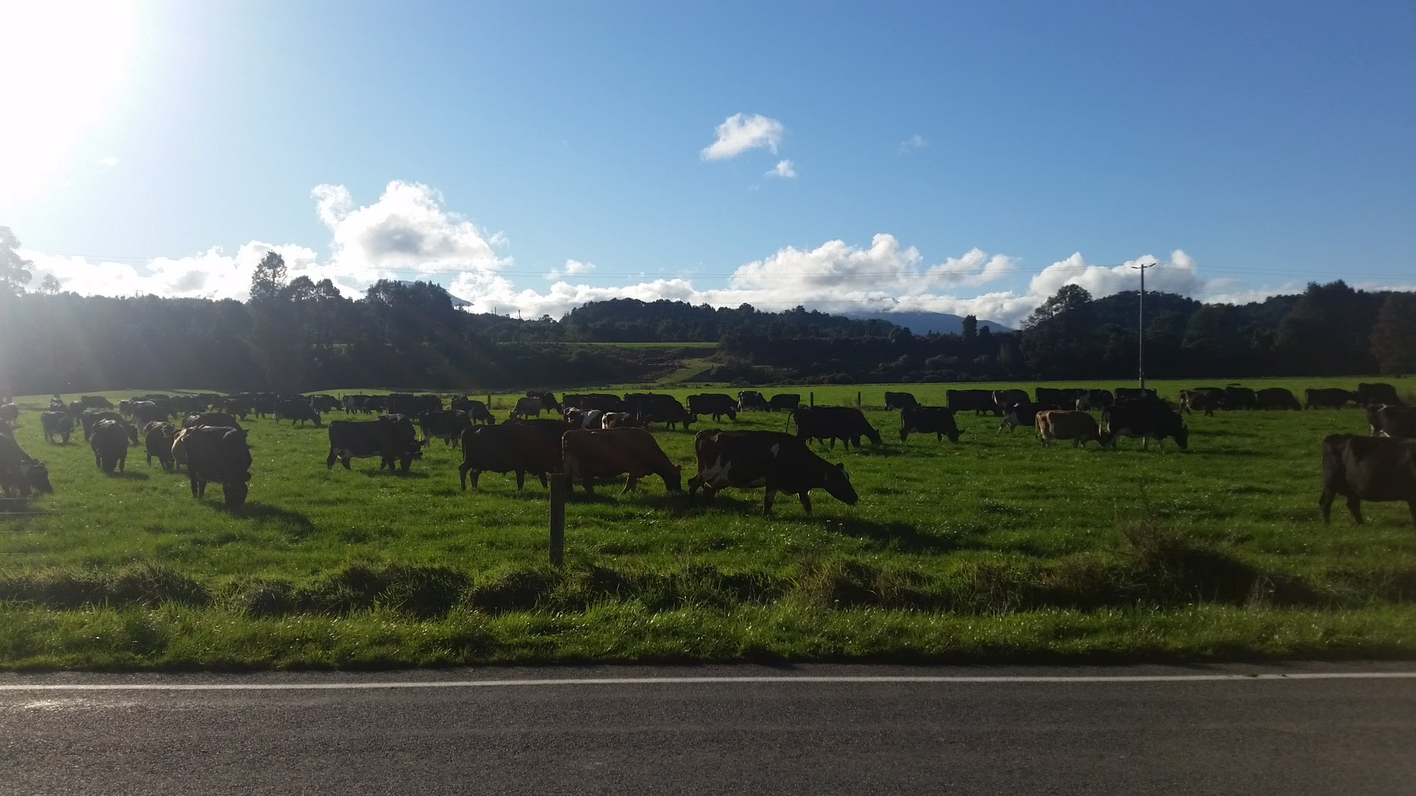 Cows grazing in New Zealand pasture