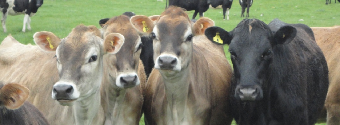 Jersey cows on New Zealand coastal pasture